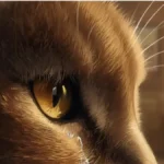 Gato com olho lacrimejandoOlho do gato lacrimejando: o que pode ser e quando procurar um veterinário